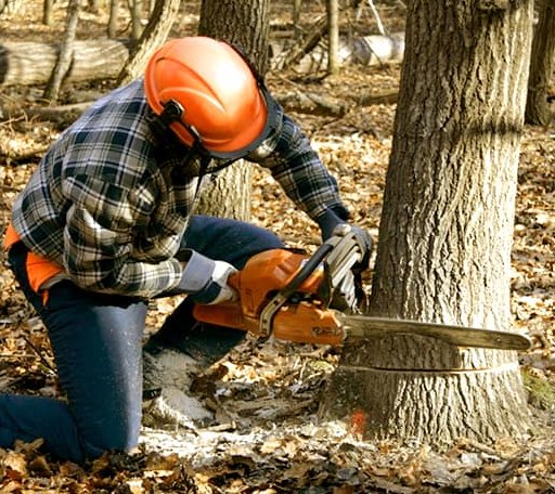 Tree Removal in Rosedale, MS